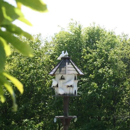 Cosy Barn On Rural Smallholding With Alpacas, Goats & Pigs Stithians Bagian luar foto