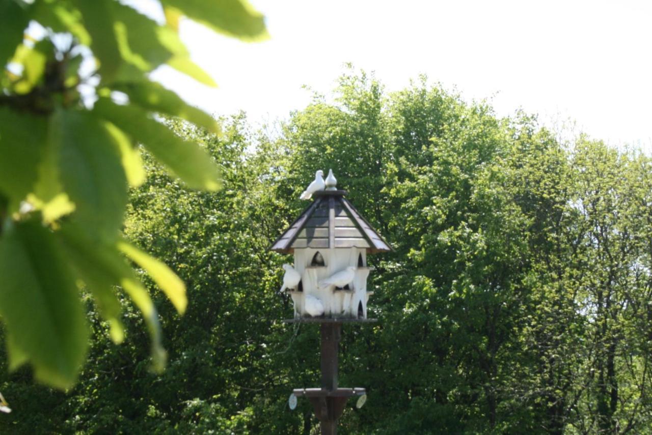 Cosy Barn On Rural Smallholding With Alpacas, Goats & Pigs Stithians Bagian luar foto